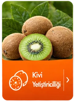 Kutu İkon