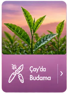 Kutu İkon