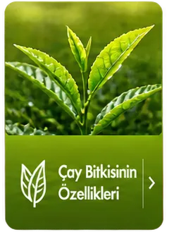 Kutu İkon