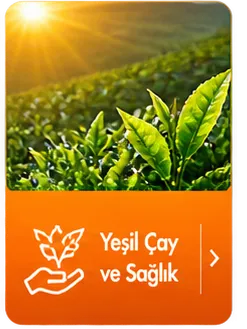 Kutu İkon