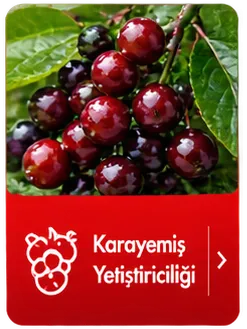 Kutu İkon