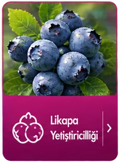 Kutu İkon