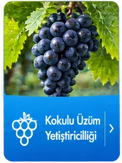 Kutu İkon